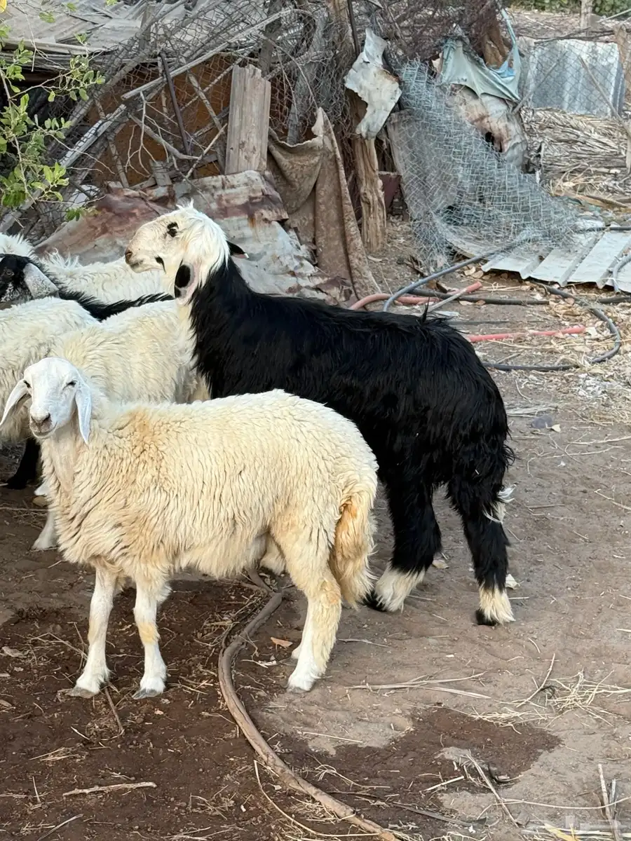 طلي نجدي 3