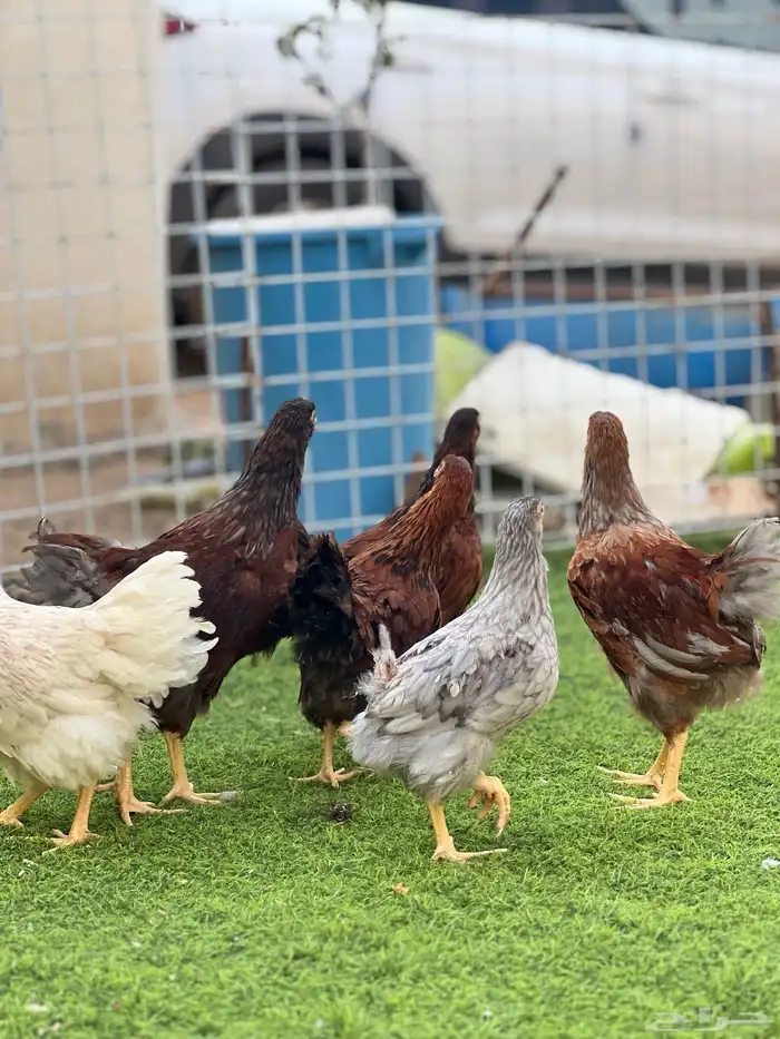 عروض الصيف دجاج وايندوت فروخ توب زينه اصول ( تم البيع ) 9