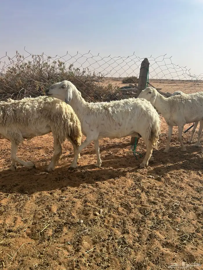 حريات حرش للبيع 7