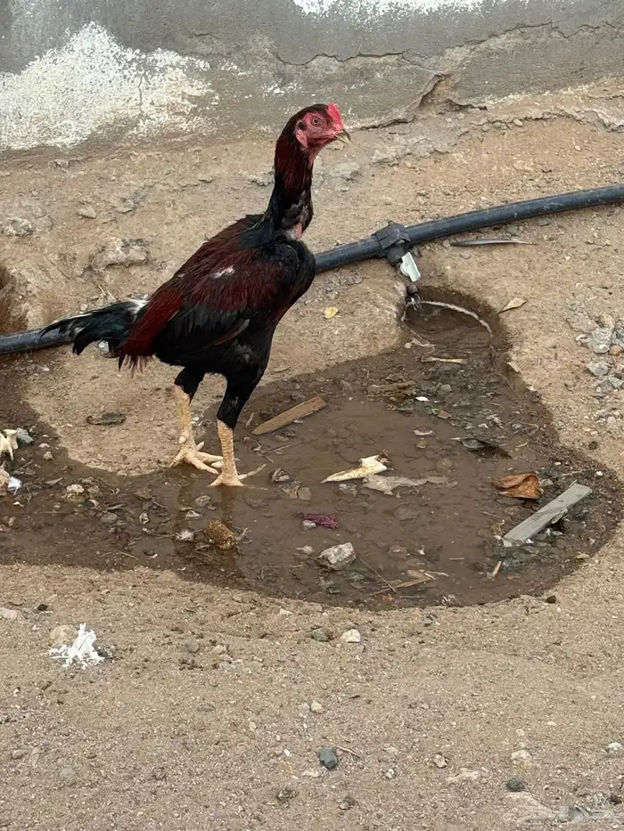 جوز باكستاني للبدل برومي او بلدي 3