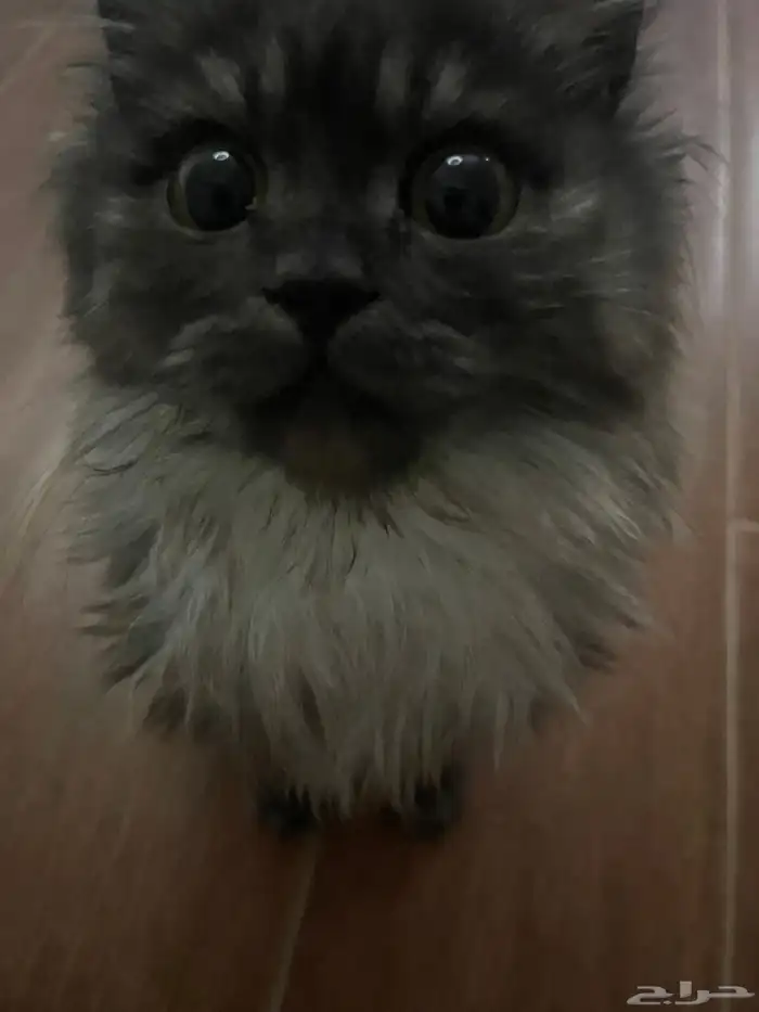 قطط 0