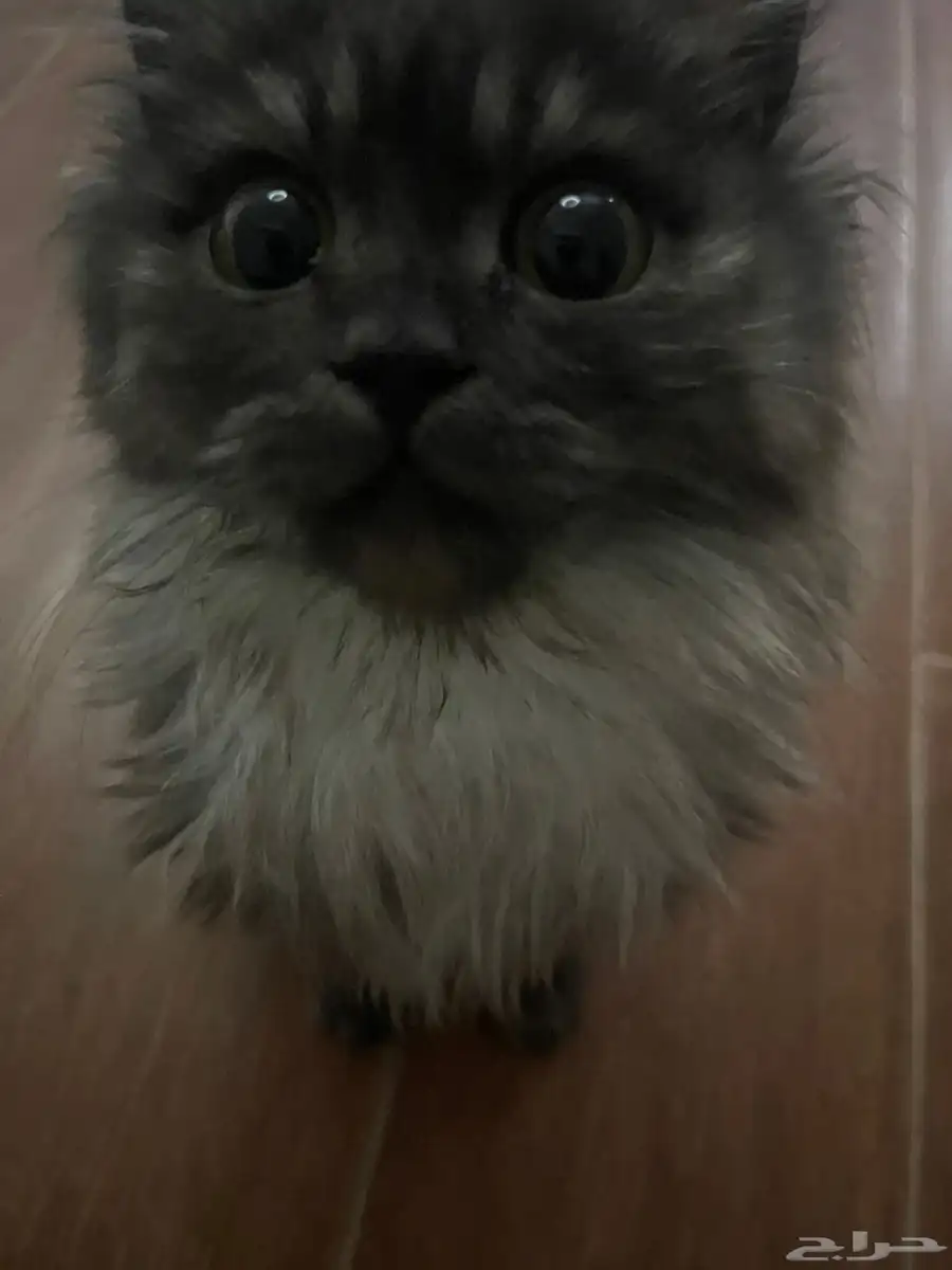 قطط 0