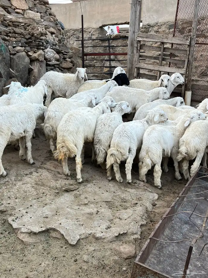 طليان حرايات للبيع 2