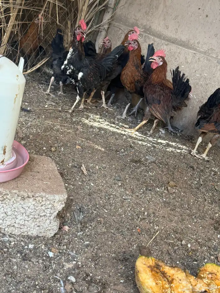 دجاج ديوك 4