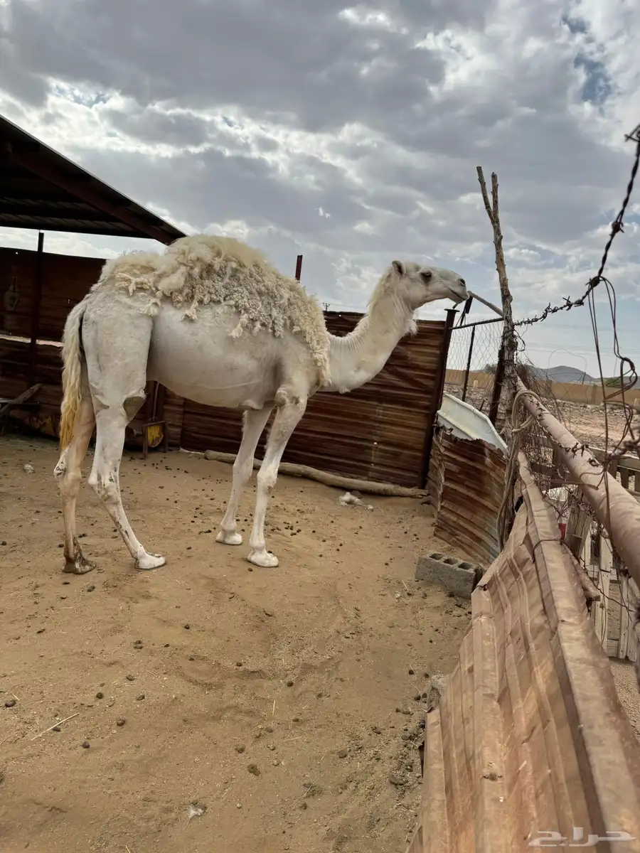 قعود للبيع 3