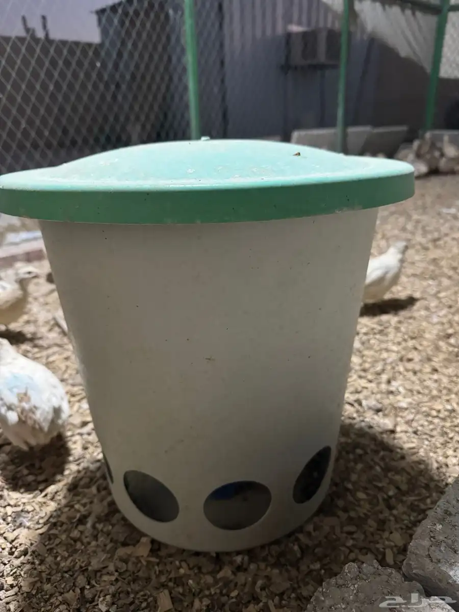 سمان وكذلك فقاسه 1