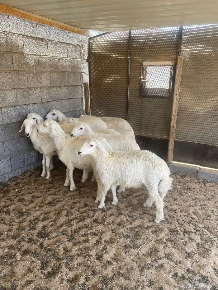 طليان ذبايح للبيع 0