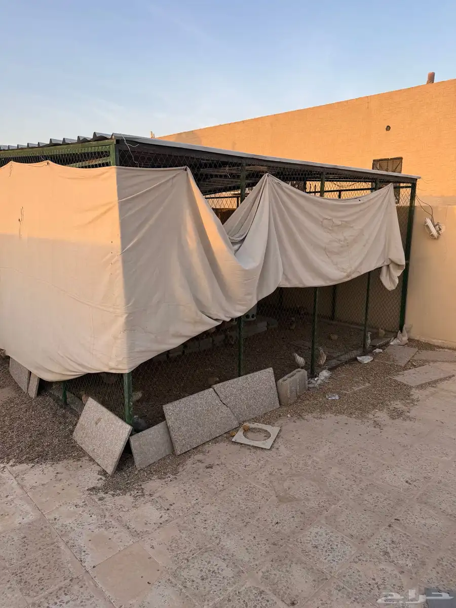 سمان وكذلك فقاسه 6