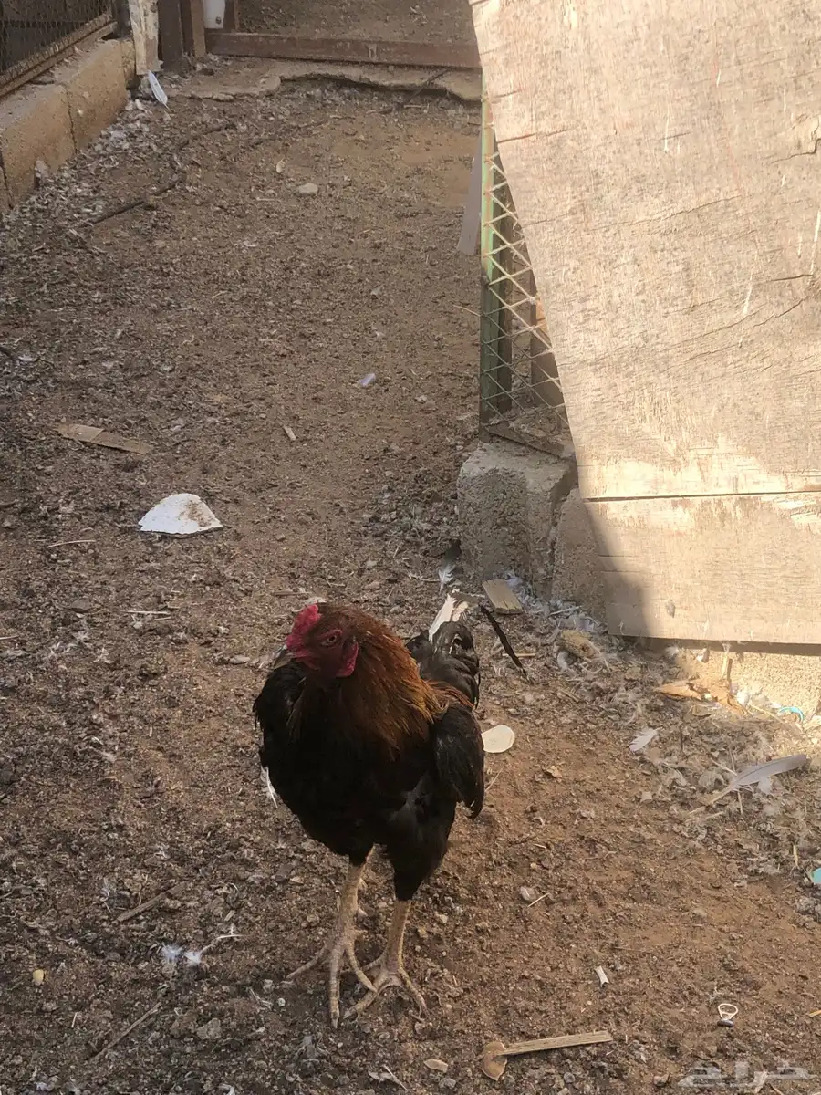طقم دجاج بكستاني 5