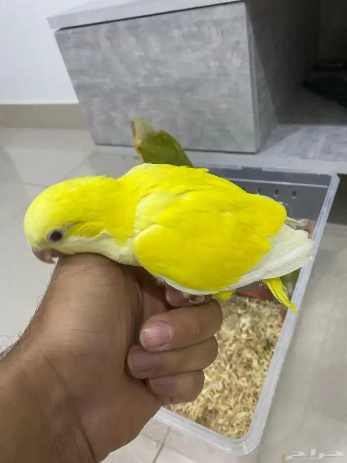 فروخ كنيور وكويكر 11