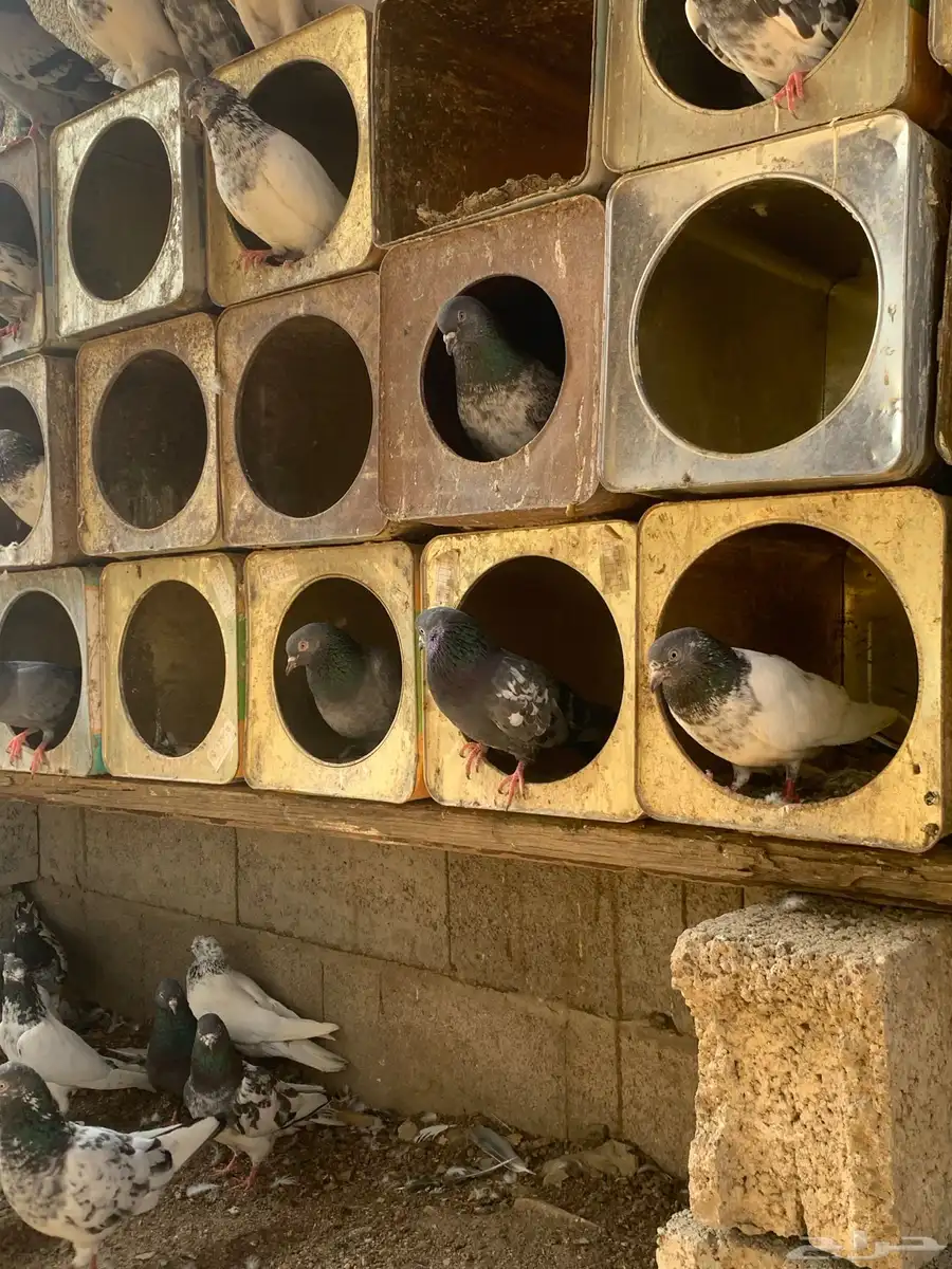 حمام باكستاني طيار 19