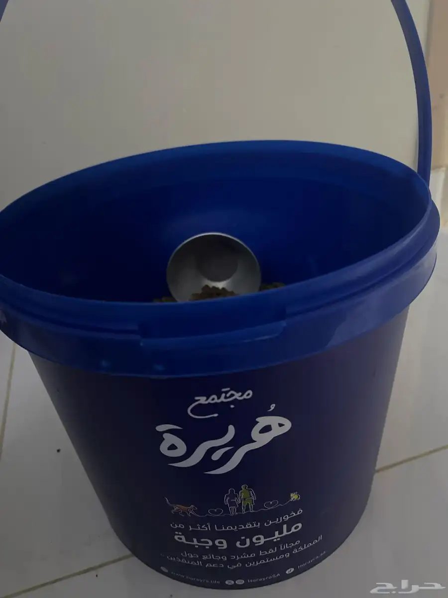 قطط 13