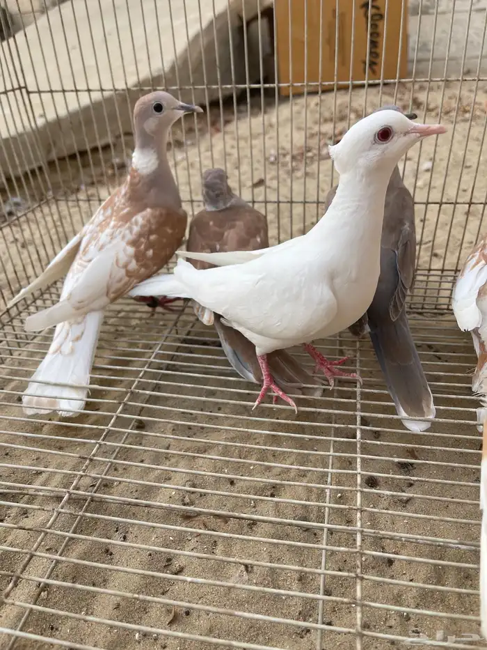 ياكريم يمام 4