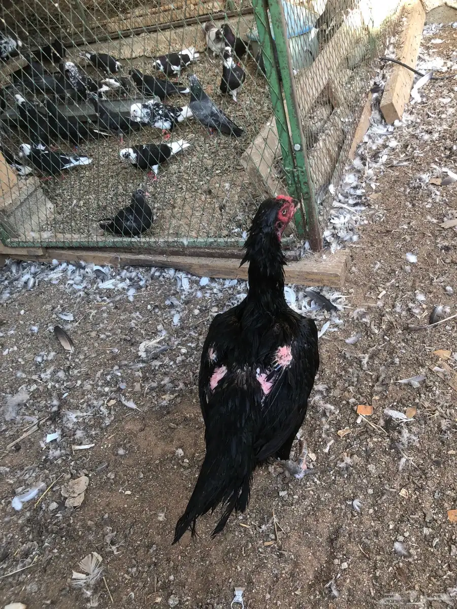 طقم دجاج بكستاني 1