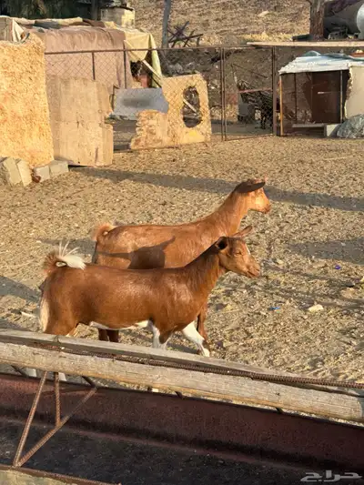 تيوس وعنقان ذبايح ( تم البيع ) 0