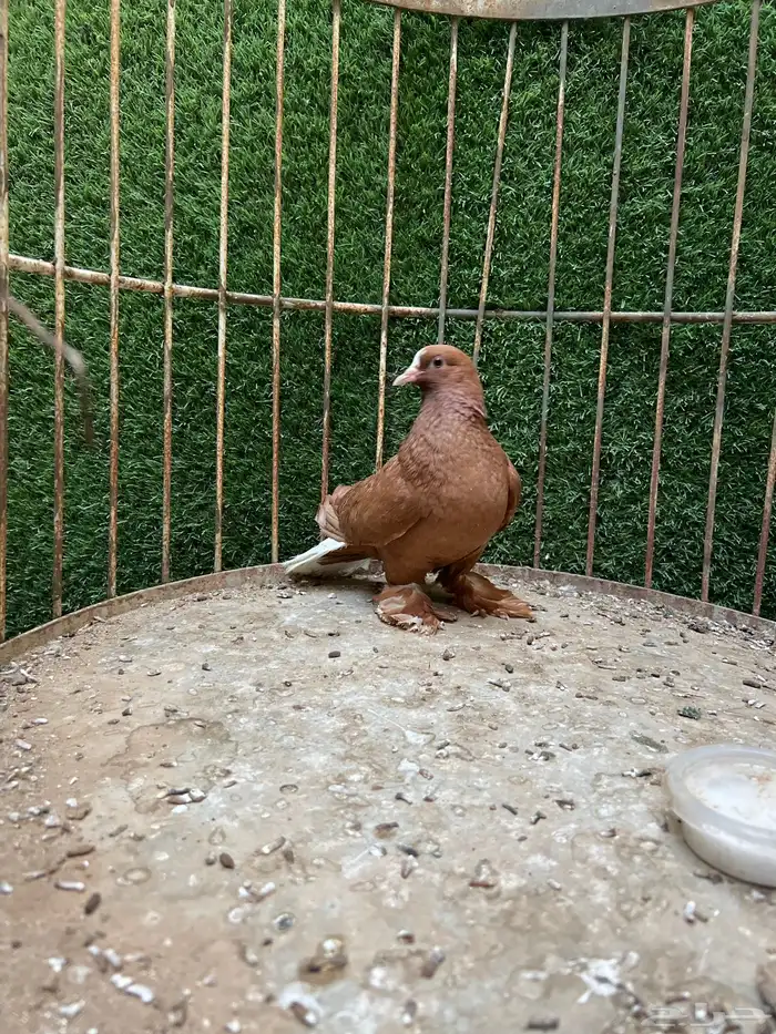 انثئ وايت تل ااصفرر 0