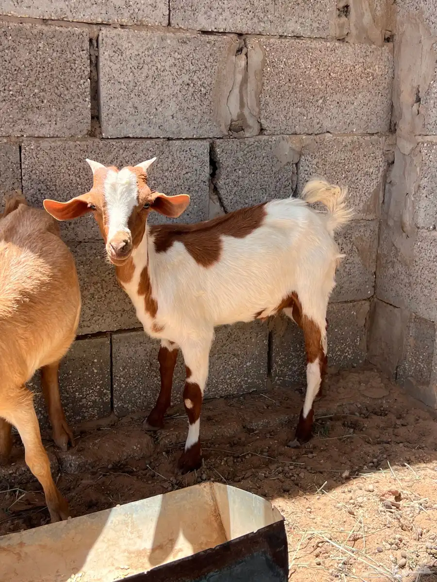 تيس وجفره 2