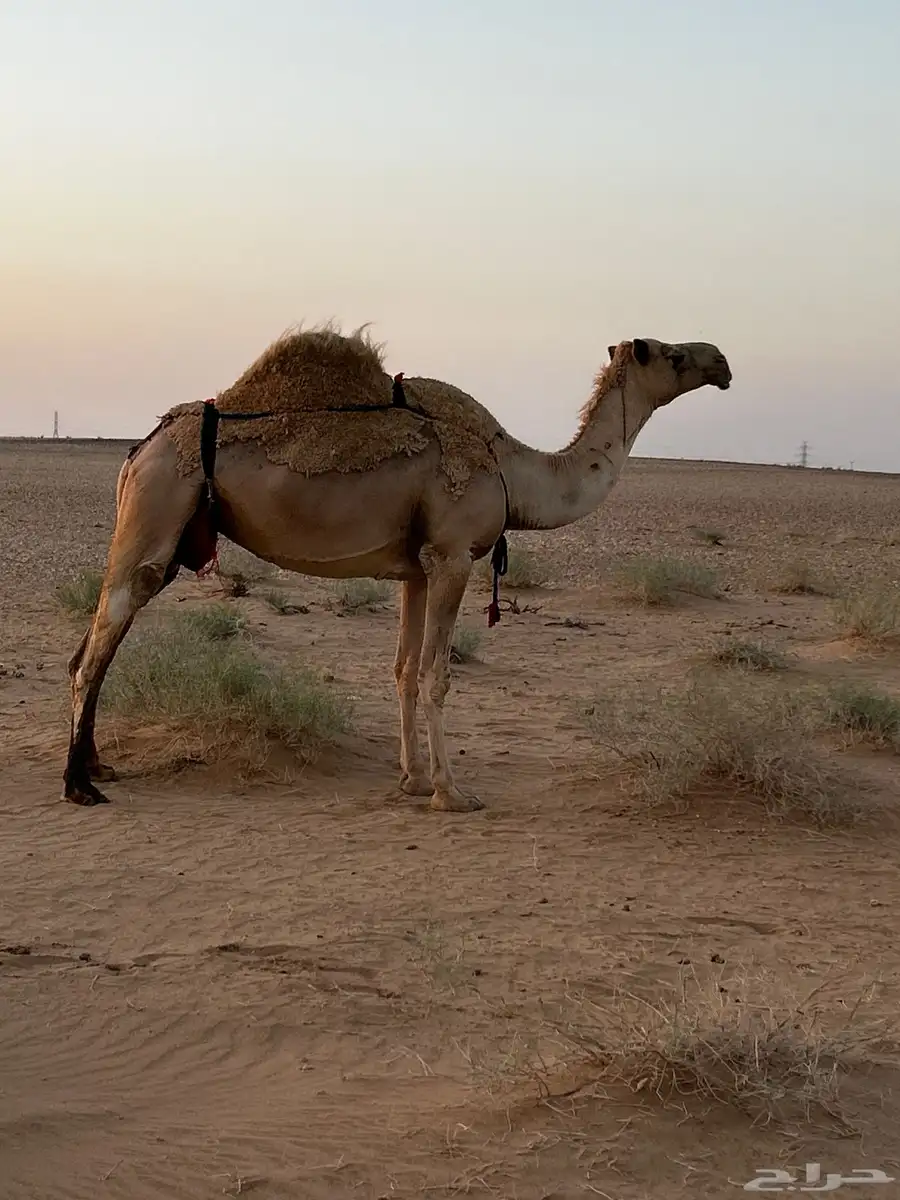 ناقه شعلاء لقحه لها ست شهور 2