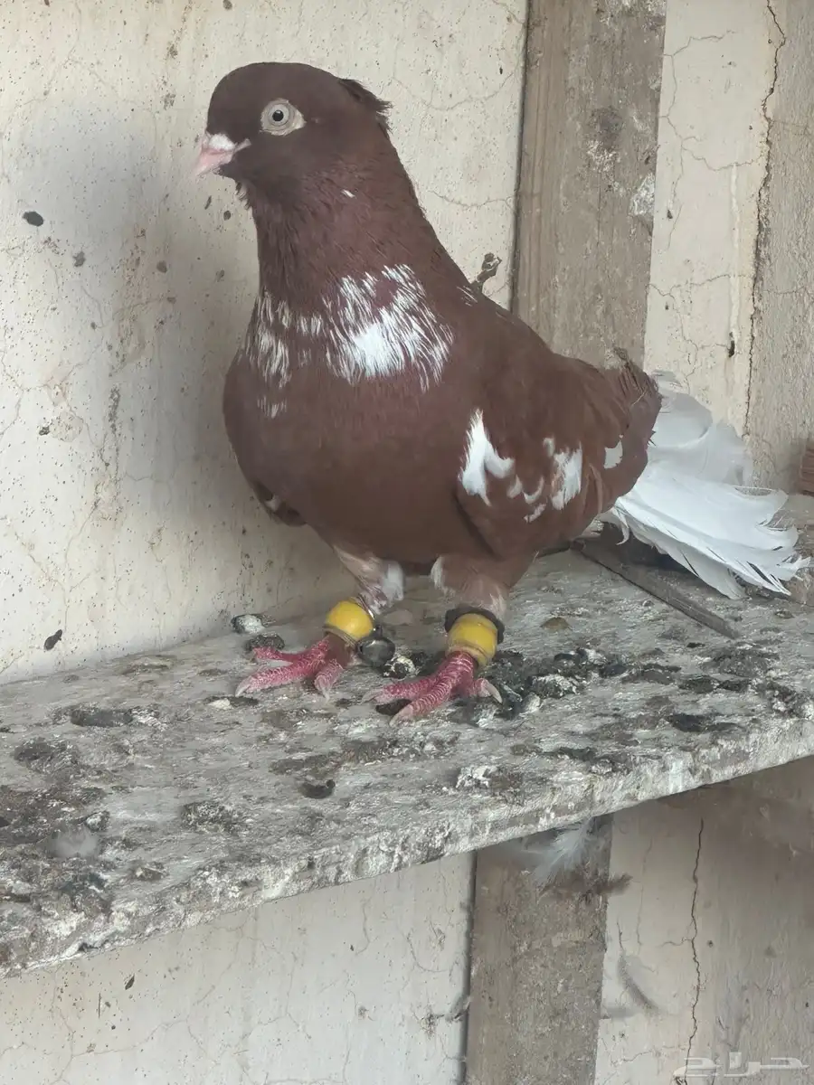 زوج حمام شامي 1