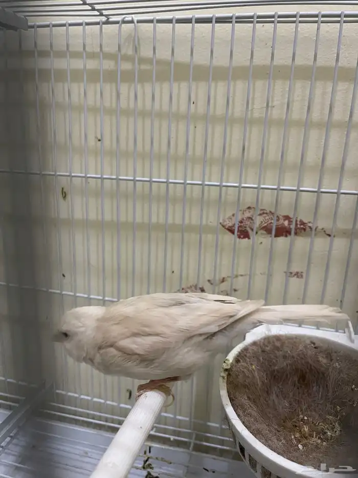 كناري 2