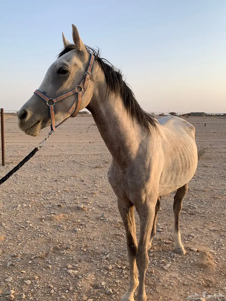 خيل شعبي العربي اصيل صحته شرط سليمه 1