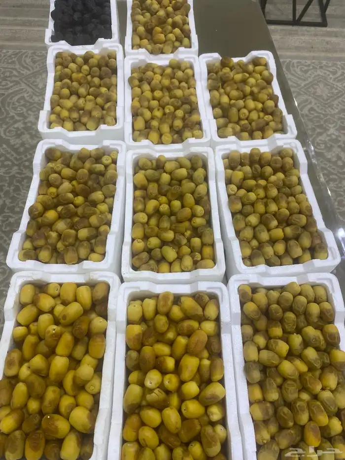 روثانه طازجه 17