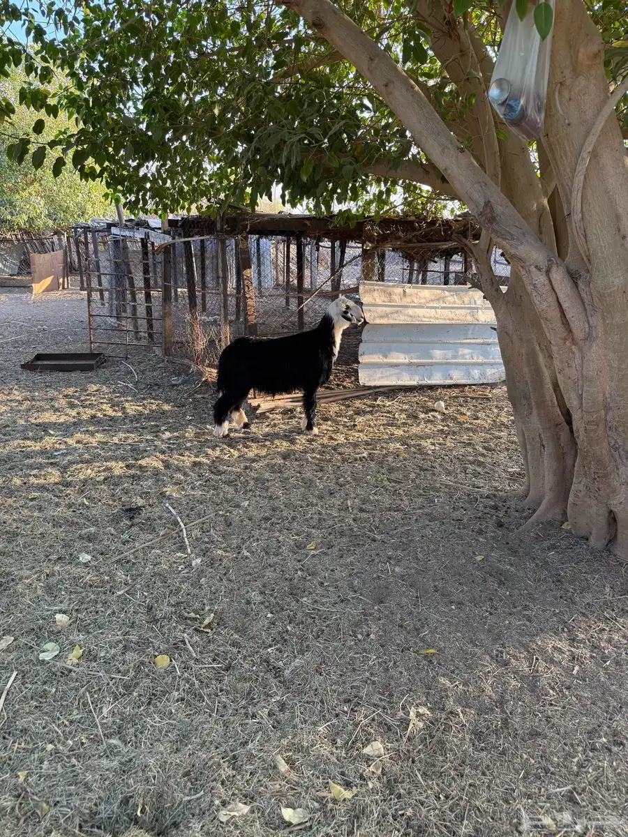 طلي نجدي 0
