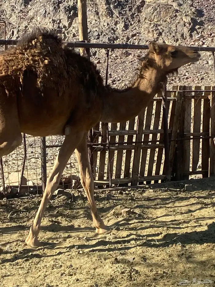 بكره طيبه تم الببع 0