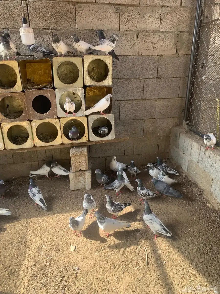 حمام باكستاني طيار 1