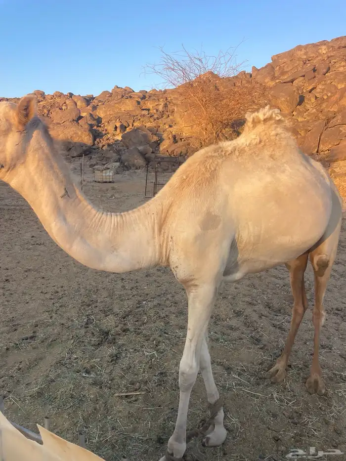 قعود للبيع 0
