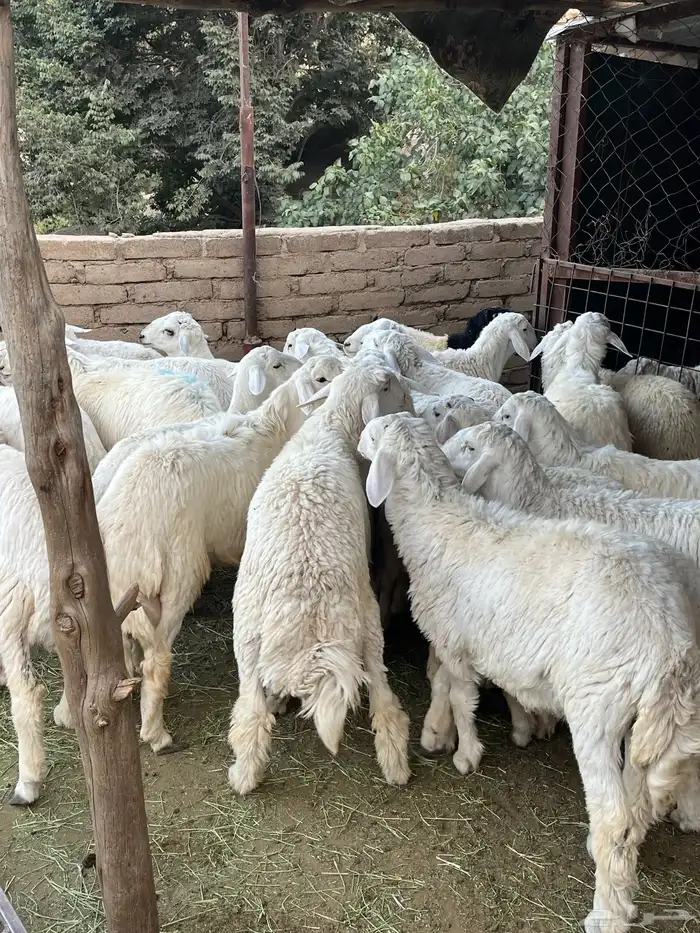 طليان حرايات للبيع 4