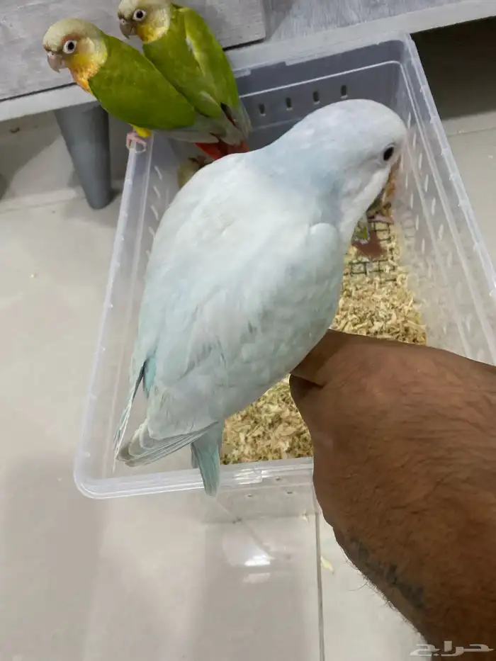 فروخ كنيور وكويكر 9