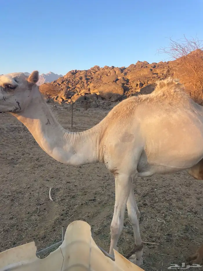 قعود للبيع 1