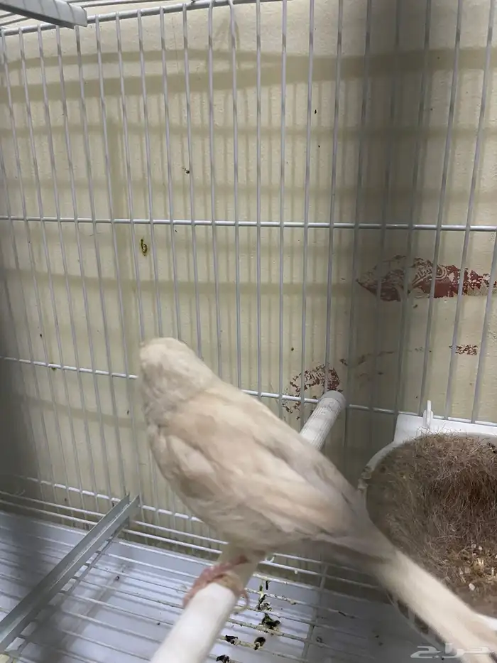 كناري 4