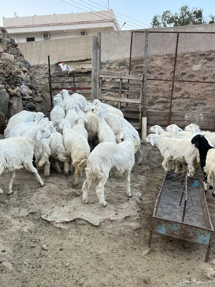 طليان حرايات للبيع 11