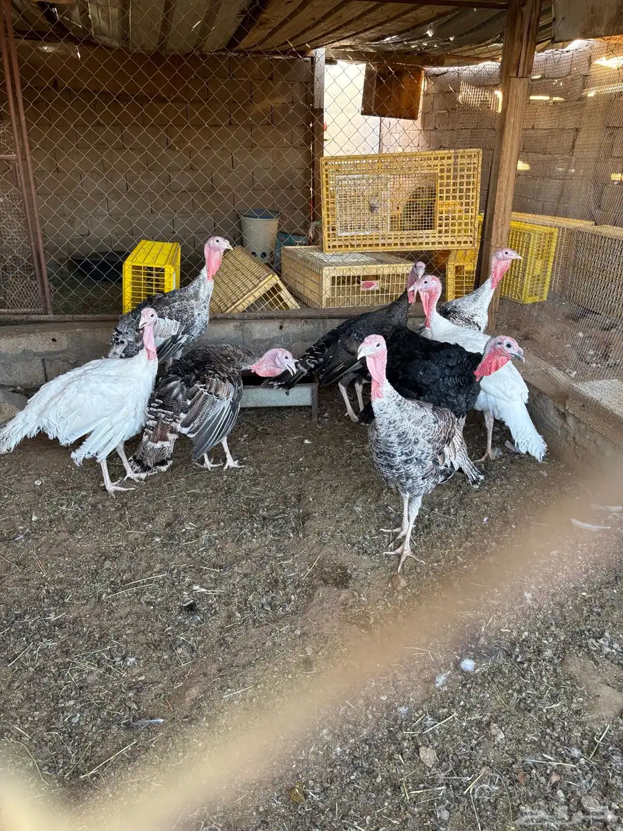 ديكه رومي 0