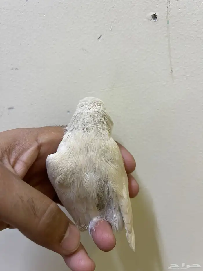 كناري 5