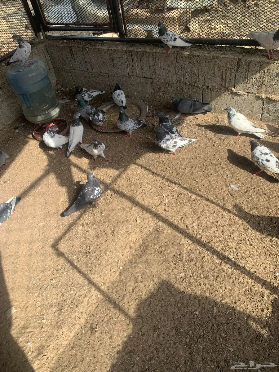 حمام باكستاني طيار 5