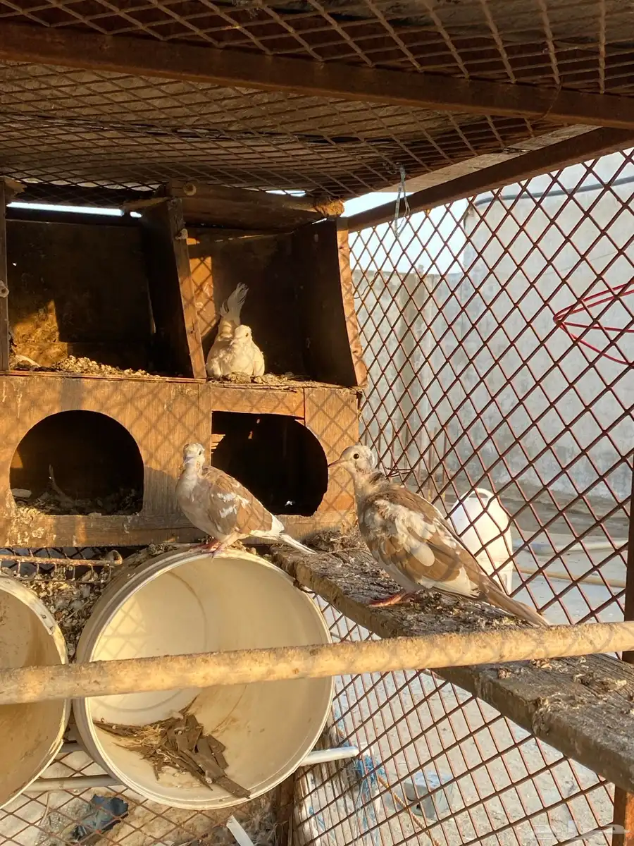 قماري منتج 0
