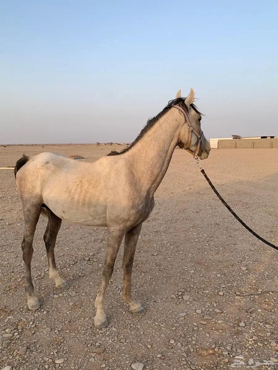 خيل شعبي العربي اصيل صحته شرط سليمه 0