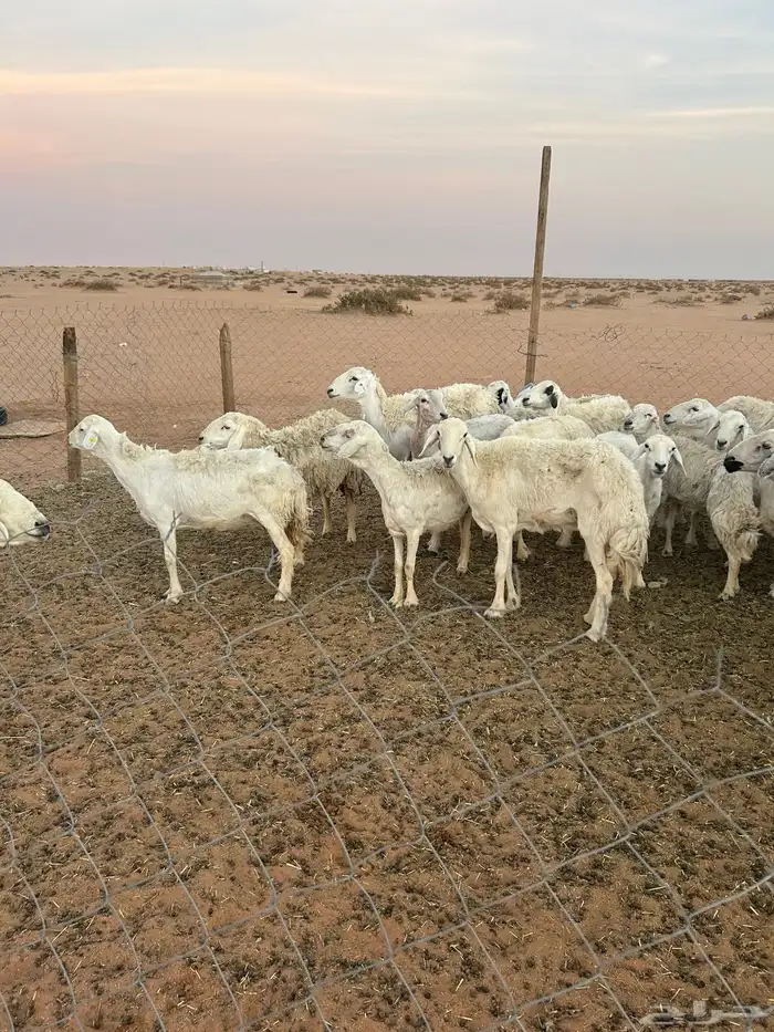حريات حرش للبيع 3