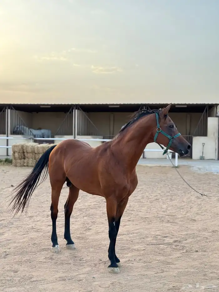 حصان عربي اصيل 0