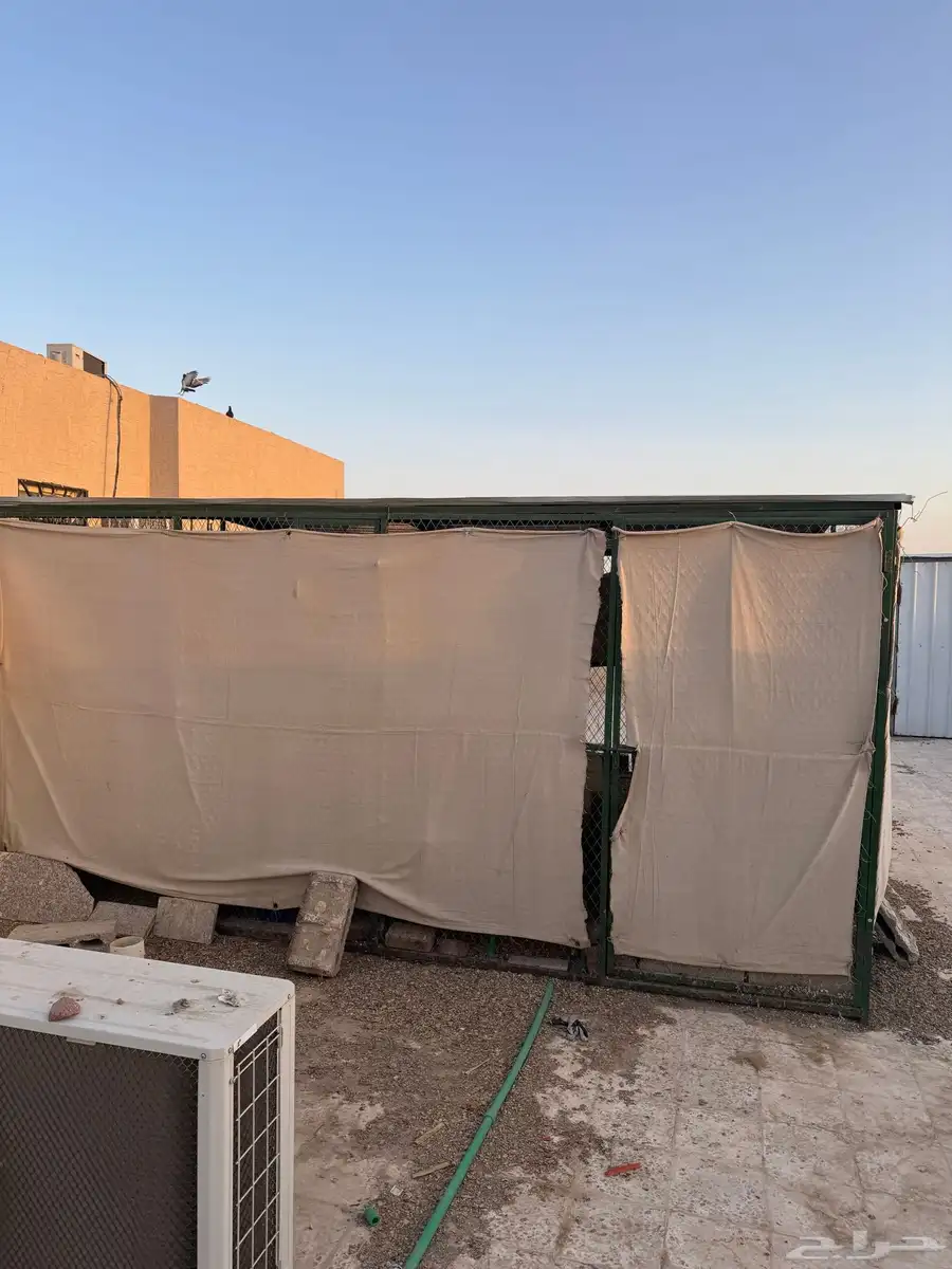 سمان وكذلك فقاسه 8