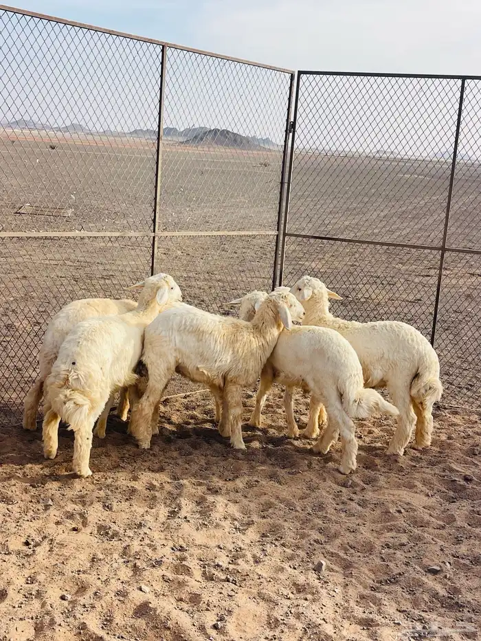 6خرفان ورخل وحده 0