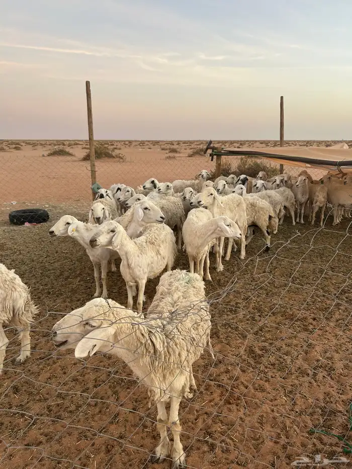 حريات حرش للبيع 4