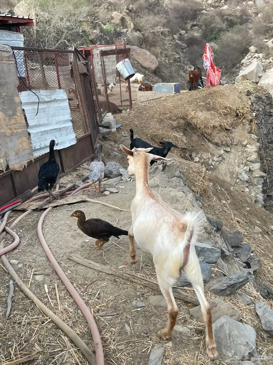 ((تمم البيع)) 3