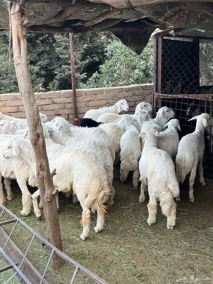 طليان حرايات للبيع 10