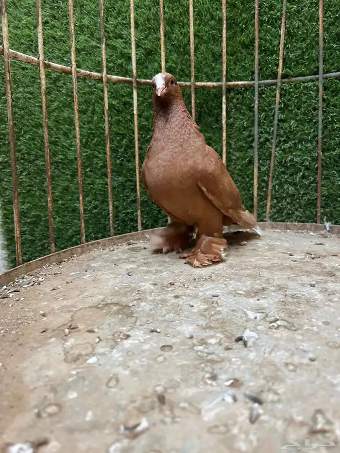 انثئ وايت تل ااصفرر 1