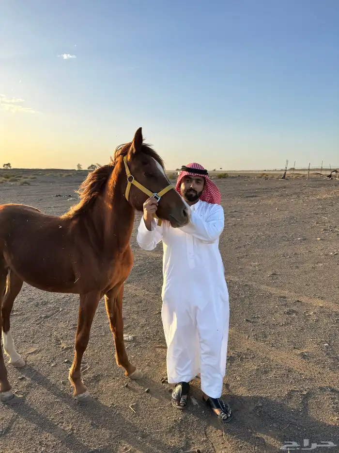 مهر عربي اصيل بدون ورق ابوه ورق زياد خيبر بتبوك 3