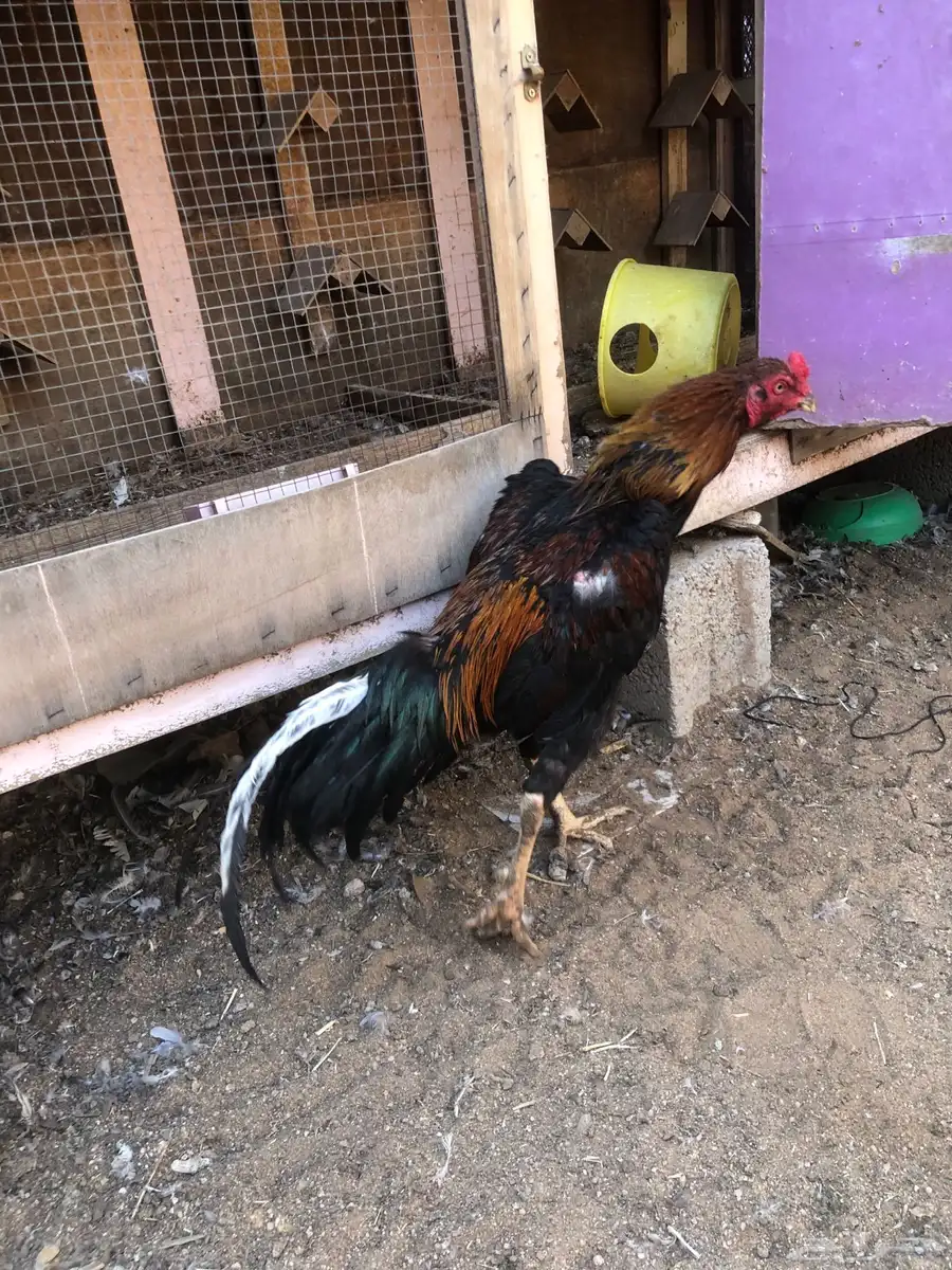 طقم دجاج بكستاني 0
